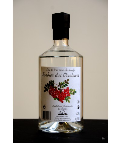 Sorbier des Oiseleurs
